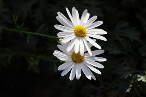 白い花びらのピレオギクの花のアップ 白い,花びら,ピレオギクの写真素材