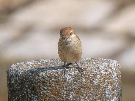 ブロックにとまるモズ ブロックにとまるモズ モズ,百舌鳥,野鳥の写真素材