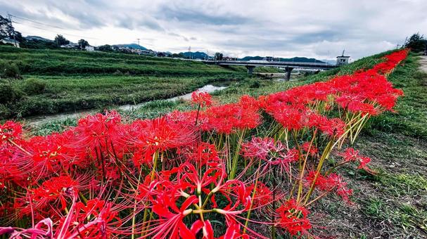 犬鳴川河川公園のヒガンバナまつり 犬鳴川河川公園,宮若市,ヒガンバナの写真素材