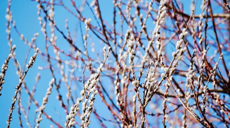 ふんわりと白く輝くネコヤナギ ネコヤナギ,花穂,白の写真素材