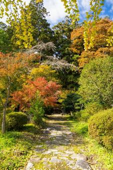 勝楽山高蔵寺阿弥陀堂⑷ 秋,紅葉,勝楽山高蔵寺阿弥陀堂の写真素材