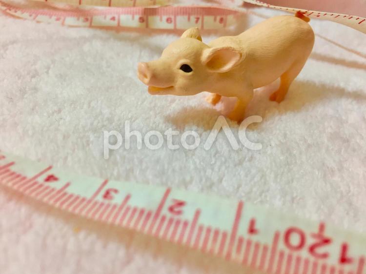 ダイエット(ブタ) ダイエット,美容,健康の写真素材