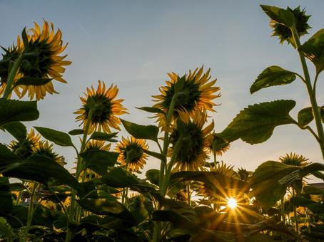 Photo, sunflower, chaoyang, sun, 