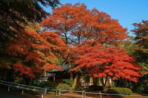 紅葉に包まれた日本建築 紅葉,秋,日本建築の写真素材