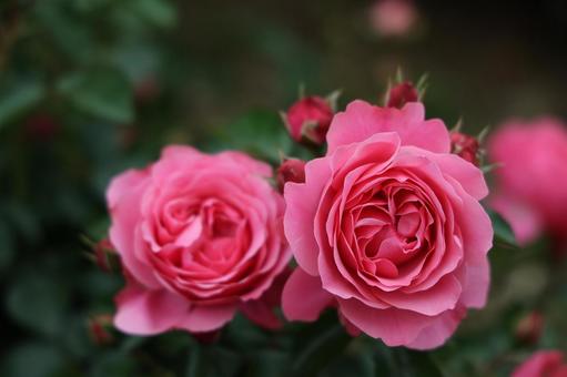 暗い背景に浮かぶピンクのバラ 薔薇,ローズ,ピンクの写真素材