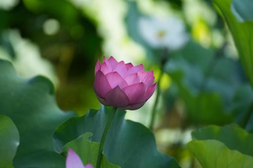 Lotus, JPG