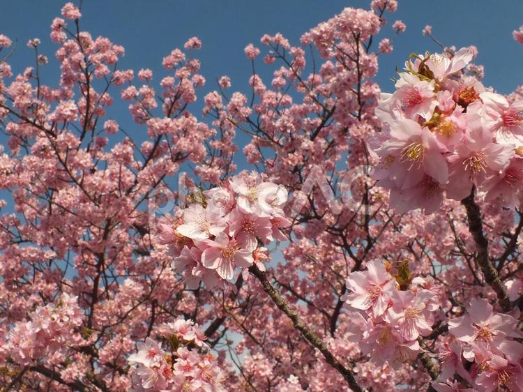 ようやく咲いた河津桜の満開の様子 河津桜,桜,花の写真素材