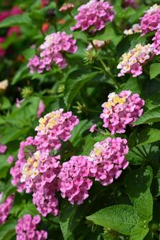 エレガガーデン、夏の花、庭の花 エレガガーデン、夏の花、庭の花の写真