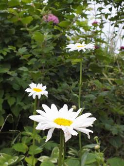 マーガレット　白い花びらで恋占いの写真