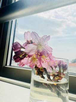 桜 桜,さくら,花の写真素材