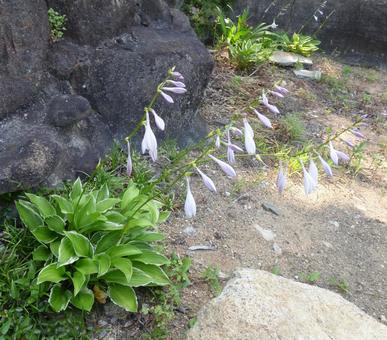 ギボウシの開花 ギボウシの開花の写真