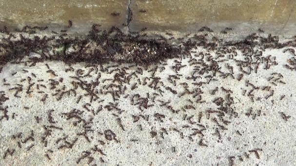 群がるアリの集団・2 蟻,昆虫,虫の写真素材