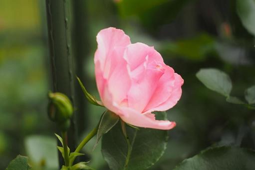 バラ バラ 薔薇,バラ,ピンクの写真素材