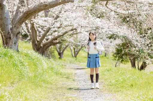 桜並木の下を歩く小学生 桜並木の下を歩く小学生 小学生,桜,女性の写真素材
