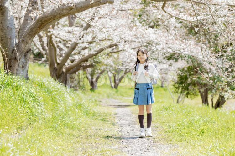 桜並木の下を歩く小学生 小学生,桜,女性の写真素材