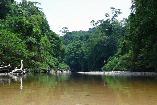 世界最古の熱帯雨林～タマンネガラ国立公園 マレーシア,タマンネガラ,国立公園の写真素材