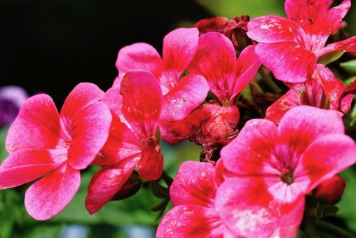 ５月上旬の庭のベゴニアの花の写真