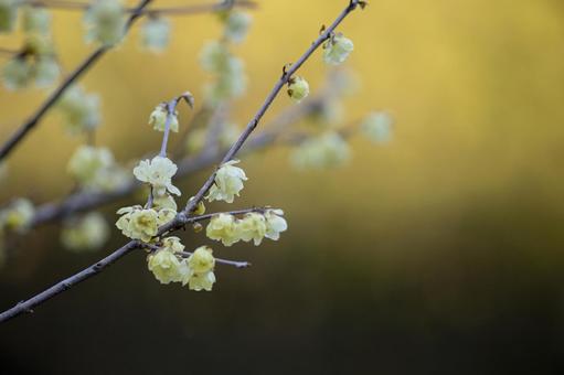 Wintersweet heralds the arrival of spring, JPG