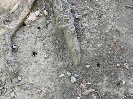セミの穴 セミの穴 自然,変態,セミの抜け穴の写真素材
