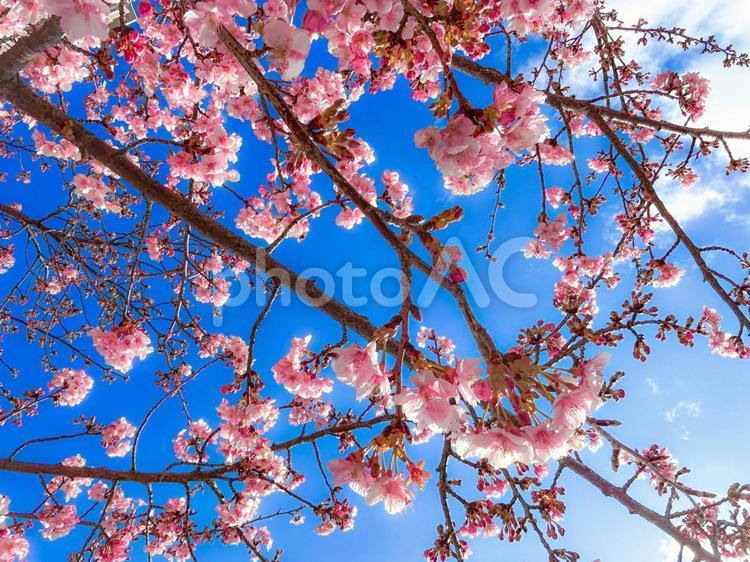 青空を背景に咲き誇る満開のピンクの河津桜 河津桜,桜,満開の写真素材
