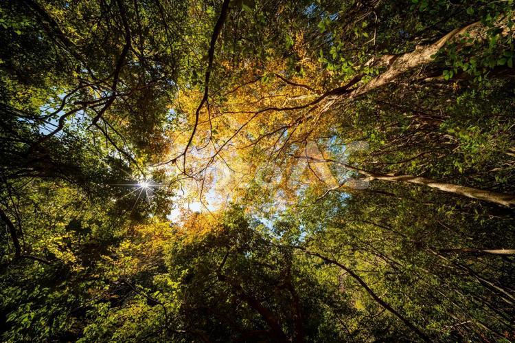 山の中で見上げる 秋,紅葉,自然の写真素材