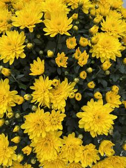 黄色い小菊 黄色,菊,小菊の写真素材