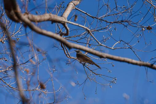 枝に止まって羽を休めるヒヨドリ ムクドリ,野鳥,鳥の写真素材