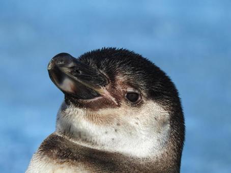 sleepy, JPG sleepy, penguin, sleepy, looked sleepy, JPG