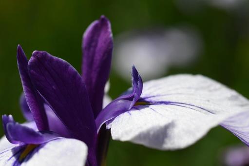 菖蒲 菖蒲の写真