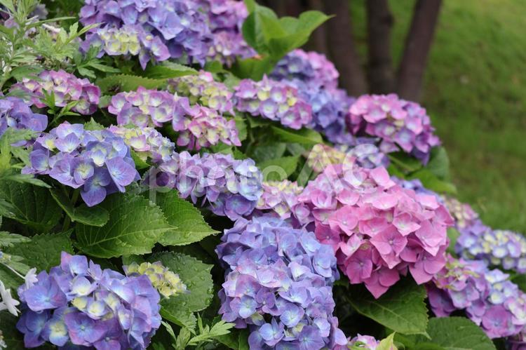 色とりどりのアジサイの花の咲く風景 色とりどり,アジサイ,花の写真素材