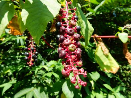【植物写真】ヨウシュヤマゴボウ 【植物写真】ヨウシュヤマゴボウの写真