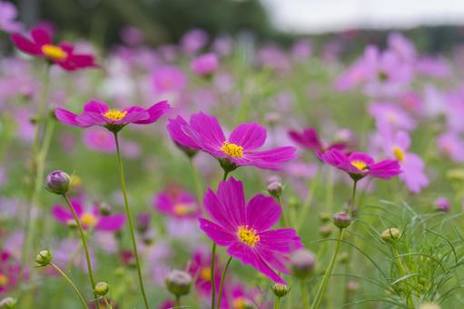 曇りの日の朝のコスモス畑 曇りの日の朝のコスモス畑 コスモス,朝の光,10月の写真素材