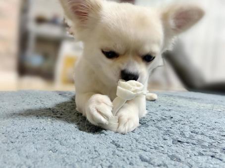 蹄を噛むチワワ 蹄を噛むチワワ チワワ,ペット,噛むの写真素材
