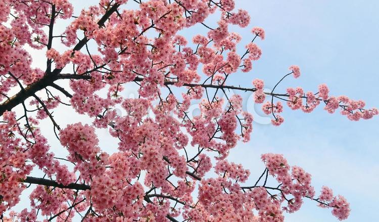 青空の下の河津桜・満開のピンク 河津桜,桜,満開の写真素材