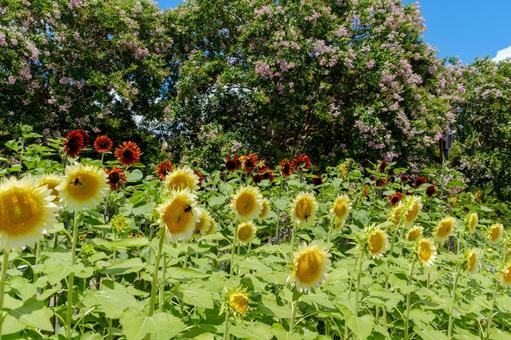 色とりどりのひまわりが咲く夏の庭 色とりどりのひまわりが咲く夏の庭の写真