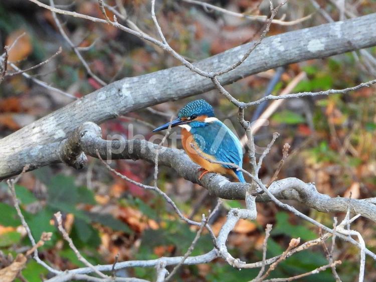 枯れ枝にとまるカワセミ　左向き カワセミ,鳥,野鳥の写真素材