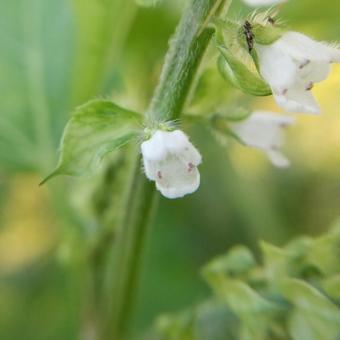 青じその花のアップ 青じその花のアップの写真