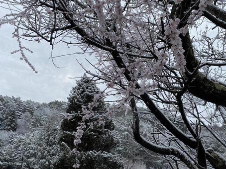今年最後の雪景色 今年最後の雪景色の写真