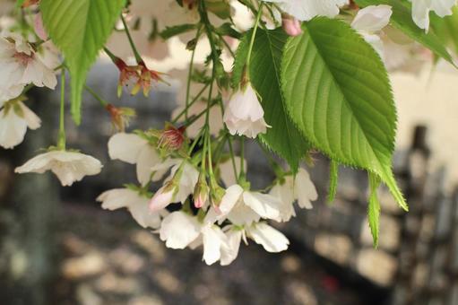 【花の写真】葉桜 【花の写真】葉桜の写真