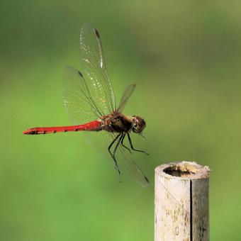 アキアカネの写真