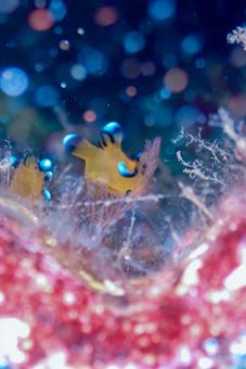 西伊豆・大瀬崎 ウデフリツノザヤウミウシ 西伊豆・大瀬崎 ウデフリツノザヤウミウシ スキューバダイビング,ウミウシ,ダイビングの写真素材