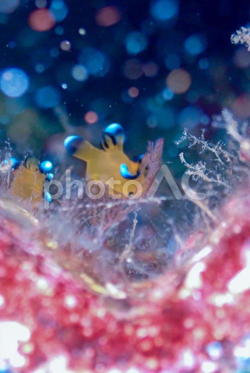 西伊豆・大瀬崎　ウデフリツノザヤウミウシ スキューバダイビング,ウミウシ,ダイビングの写真素材