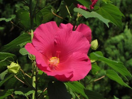 キダチアメリカフヨウbの写真