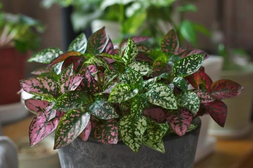 Photo, foliage plant, hippestes, leaf, 