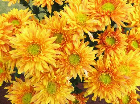 背景用菊の花 菊,黄色,秋の写真素材