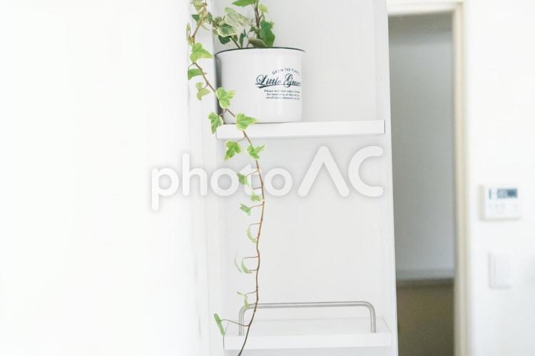 洗面所の棚とアイビーの鉢植え 洗面所,洗面室,棚の写真素材