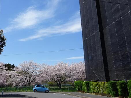 桜のある風景 桜のある風景の写真