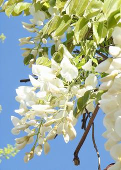 初夏の藤の花の写真