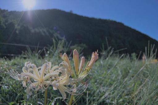 黄色いヒガンバナの写真