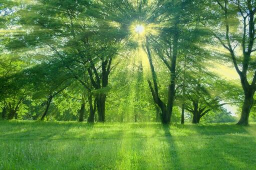 緑の森　太陽光 木,森,緑の写真素材